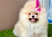 Pomeranian boo ayi surat yavrularımız